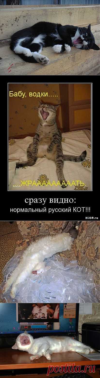 (+1) тема - Ну зевнул Я, а чего разбежались то? | Четвероногий юмор