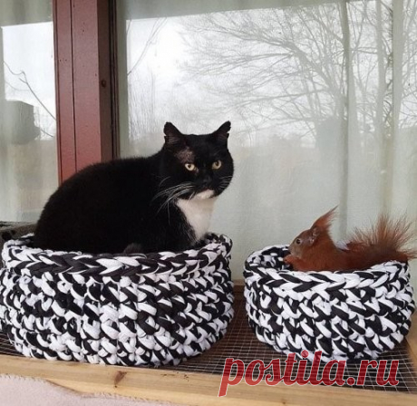 Неразлучные друзья бельчонок Тин-Тин и кот Тигр