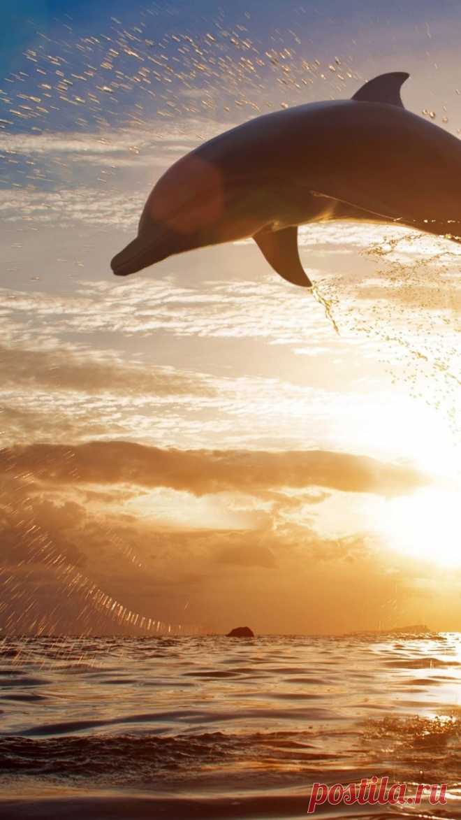 Download Wallpaper 1080x1920 dolphin, jump, sea, sunset Sony Xperia Z1, ZL, Z, Samsung Galaxy S4, HTC One HD Background