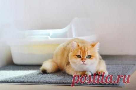 Как ведет себя кот, если он на вас злится?