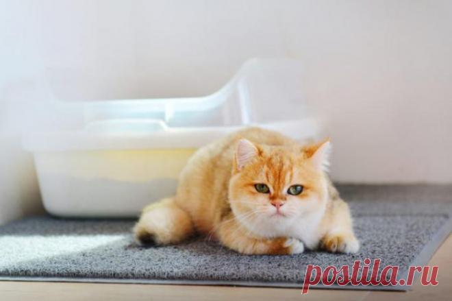 Как ведет себя кот, если он на вас злится?