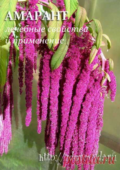 Амарант лечебные свойства и применение в медицине