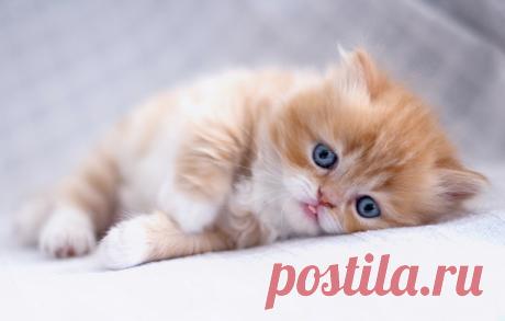Скачать обои по теме кошки автор: maxima / размер: 1920x1280 / теги: взгляд, персидская кошка, рыжий котёнок, малыш, рыжий, котёнок