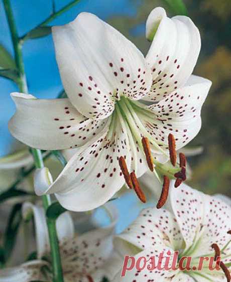 ]лилия[