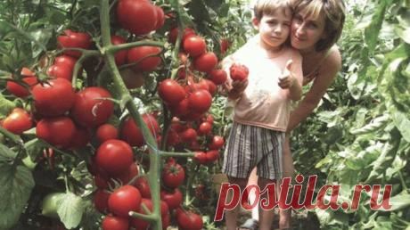 Чем нужно опрыскивать томаты в июне и июле, чтобы сберечь и повысить урожай — Полезные советы