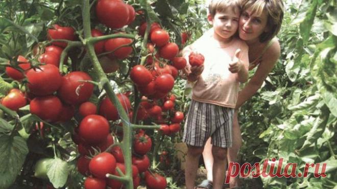 Чем нужно опрыскивать томаты в июне и июле, чтобы сберечь и повысить урожай — Полезные советы