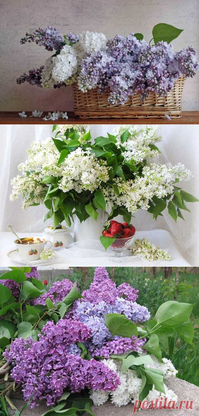 Легенда о сирени. | Самоцветик