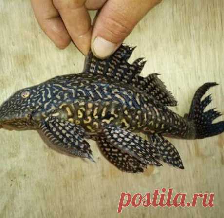 НЕОБЫЧНАЯ РЫБА ИЗ РЕКИ ВОЛГА