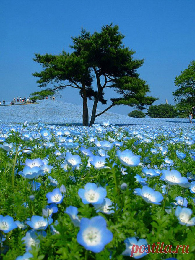 Рассветная страна цветов «Hitachi Seaside Park» | Изюминки