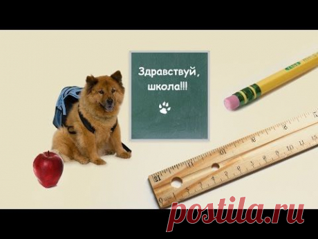 Как отучить собаку подбирать