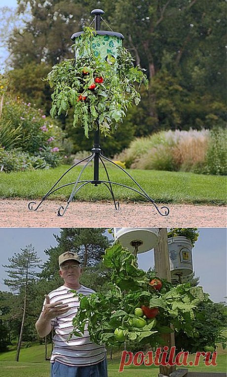 ОГОРОД ВВЕРХ ТОРМАШКАМИ ИЛИ ВЫРАЩИВАНИЕ РАСТЕНИЙ В ПЕРЕВЕРНУТОМ ВИДЕ. | Самоцветик