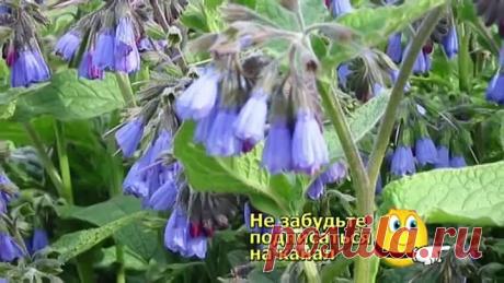 Мазь из окопника лечит костно суставную систему
