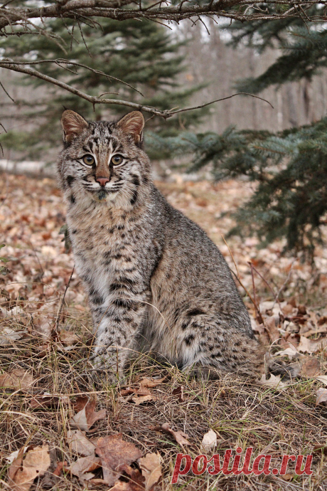 Young Bobcat | I had the pleasure of photographing this quir… | Flickr