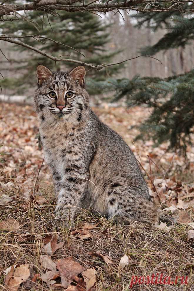Young Bobcat | I had the pleasure of photographing this quir… | Flickr