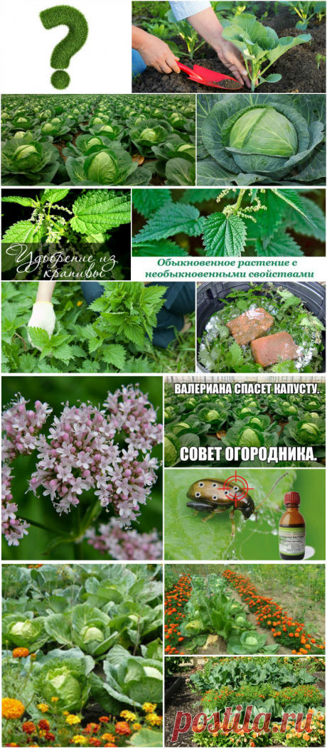 Вырастить капусту: маленькие секреты больших кочанов