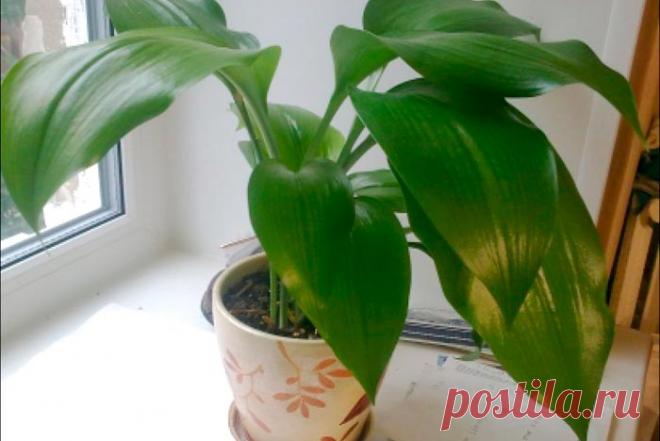 Почему не цветет амазонская лилия