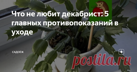 Что не любит декабрист: 5 главных противопоказаний в уходе