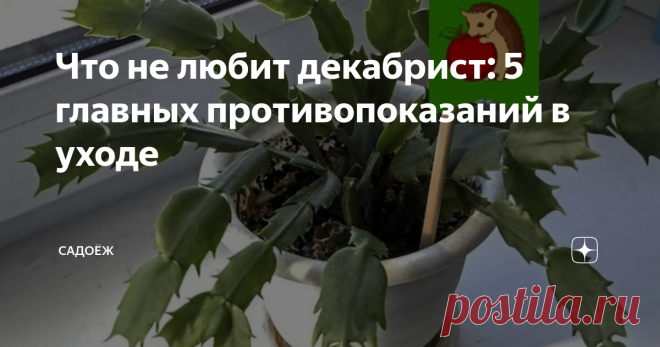 Что не любит декабрист: 5 главных противопоказаний в уходе