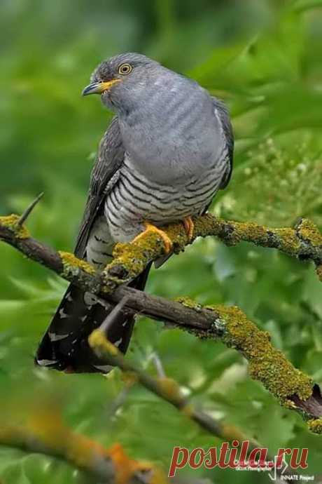 WOA Animal – Google+