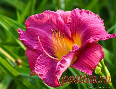 Просыпайтесь! ♥ 📷: #Виктор_Гончаров