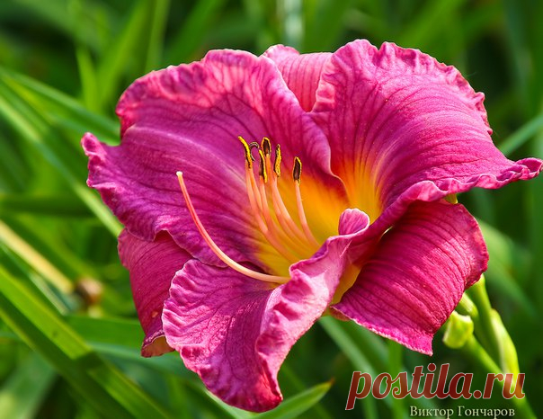 Просыпайтесь! ♥ 📷: #Виктор_Гончаров