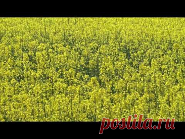 Рапс цветет 2015
