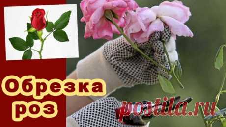 Как обрезать розы весной после зимовки, летом и осенью