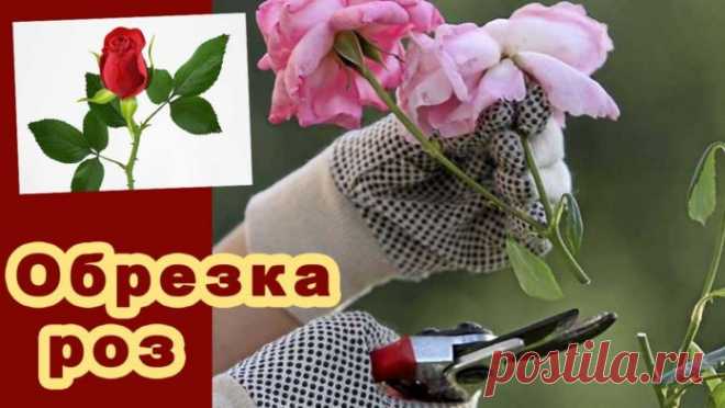 Как обрезать розы весной после зимовки, летом и осенью