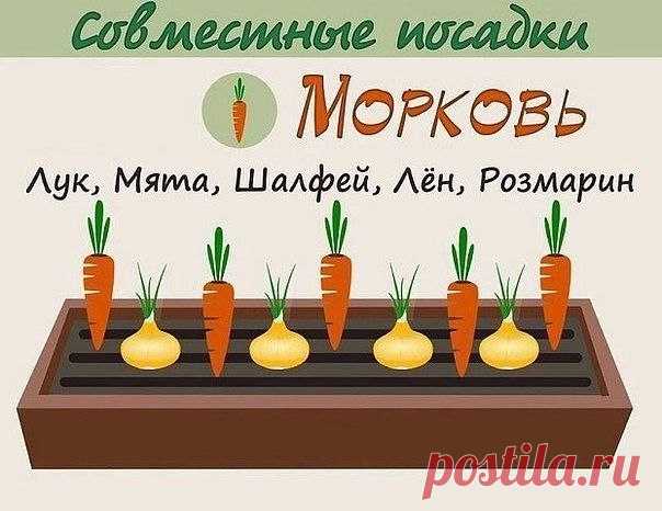 Моя дача