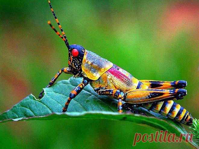 РАДУЖНЫЙ КУЗНЕЧИК