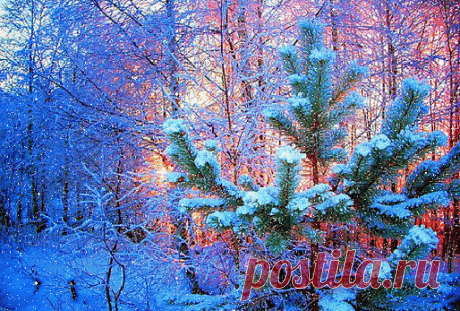 В ЗИМНЕМ ЛЕСУ