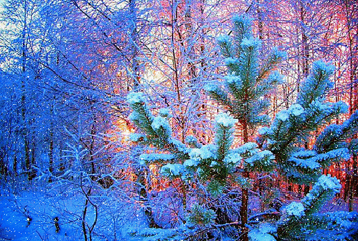 В ЗИМНЕМ ЛЕСУ