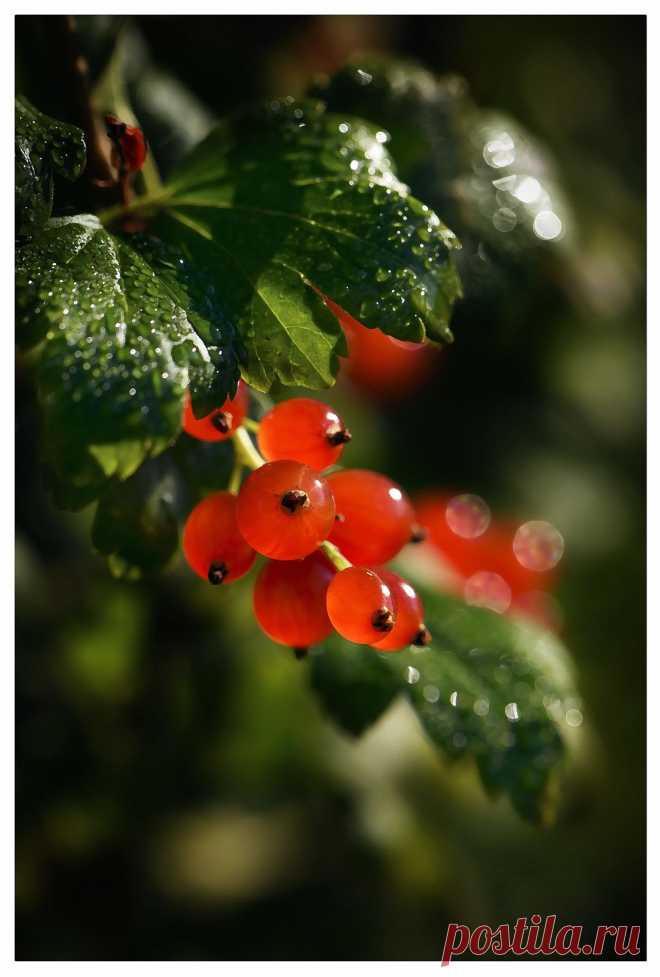 Красная смородина в утренней росе * 2015
