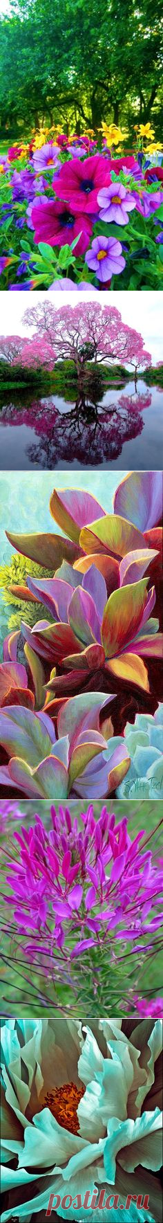 (81) Beautiful в Pinterest