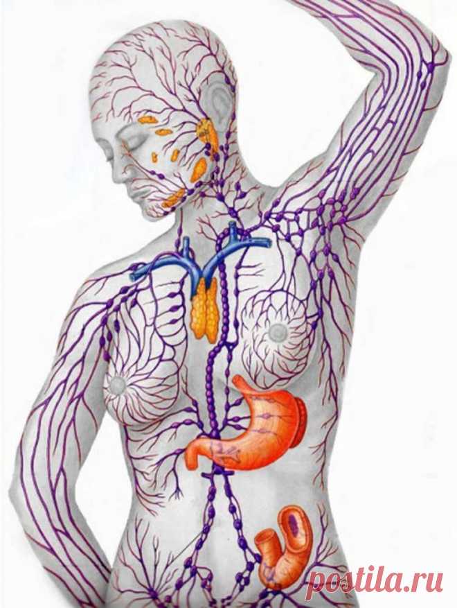 Очищение лимфы: рекомендации Аюрведы
