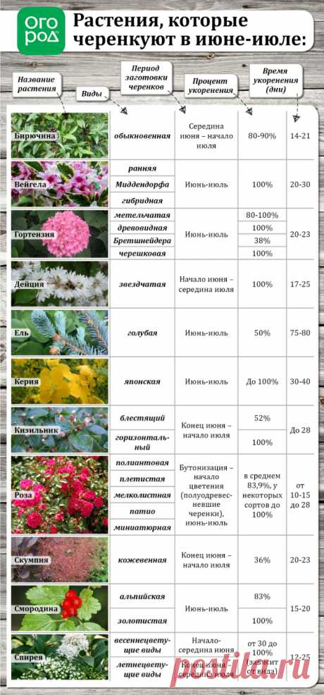 Летнее размножение декоративных растений зелеными черенками | В цветнике (Огород.ru)