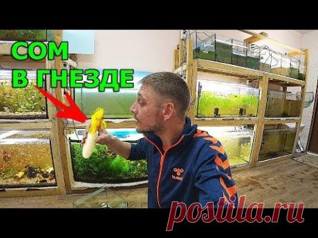 Трясу самца сома - YouTube