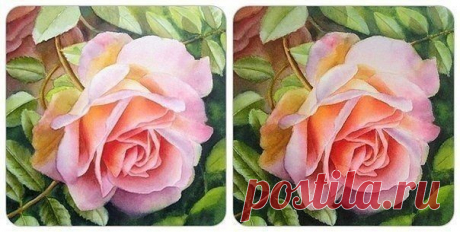 Рисуем чайную розу