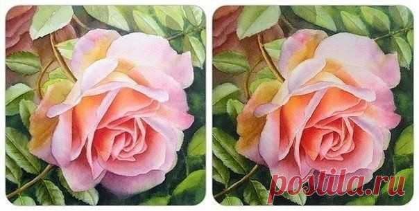 Рисуем чайную розу