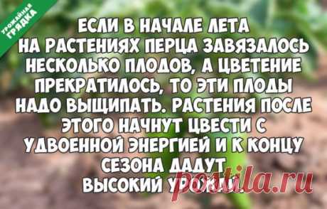 Совет для перца
