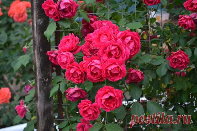 Хотите видеть свой сад благоухающим и ярким? Уделите немного внимания сентябрьскому уходу за розами, помогая им восстановить силы и нацеливая королеву цветников на зимовку без потерь.

Записка из моего сада с розами

В это лето, после теплой зимовки, розы порадовали как никогда. Одна обильная волна цветения сменяла другую, некоторые сорта все лето были покрыты благодатными соцветиями. Даже соседи восхищались и приходили фотографироваться. Многие говорили, что по-белому мне...