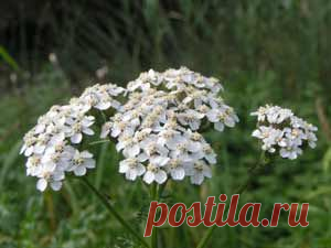Избавляемся от фибромы
