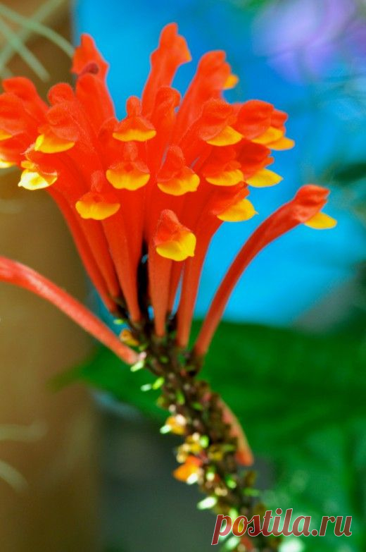 Фейерверк в горшке — шлемник коста-риканский.

Когда смотришь на потрясающе яркие огненные соцветия шлемника коста-риканского, перед глазами тут же возникают видения роскошных фейерверков. И форма соцветий, и их строение напоминают о пиротехнических чудесах. Эту иллюзию только усиливает контраст с необыкновенно красивой, как будто созданной из ткани листвой в необычном кустике.