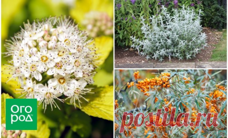 Сокровищница вашего сада – кустарники с золотыми и серебристыми листьями