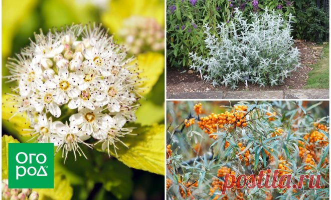 Сокровищница вашего сада – кустарники с золотыми и серебристыми листьями