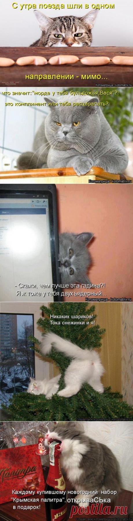 Новая котоматрица подарит позитив (34 фото)