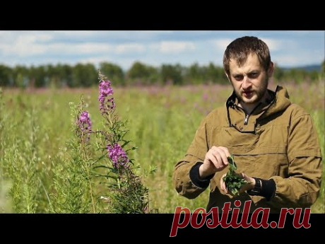 Иван чай. Заготовка, ферментация, сушка.