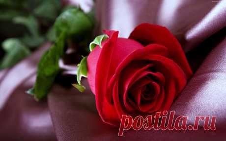 129330_czerwona_roza.jpg (3840×2400)