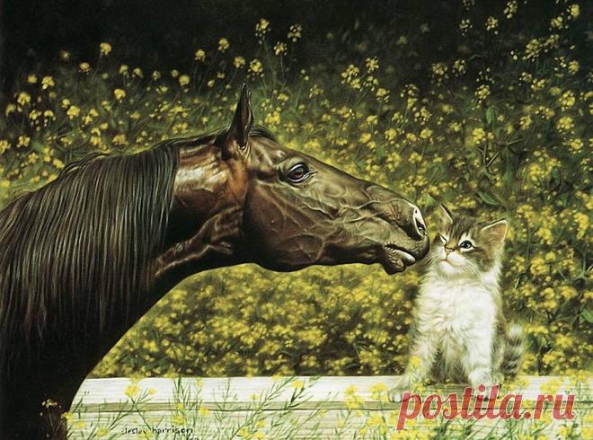 Животный мио Lesly Harrison