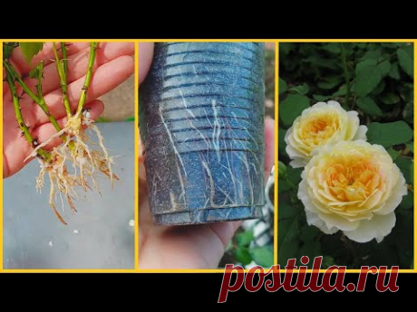 Адаптация укоренённых черенков роз после пересадки. Очень важно сохранить всех!